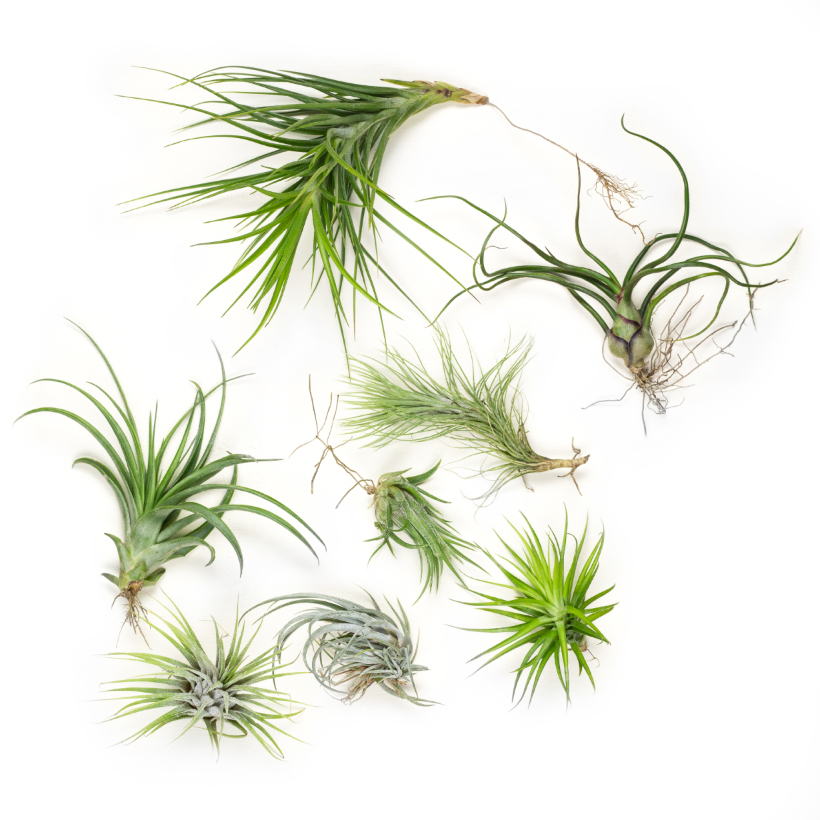 Tillandsia Collection Small, Set of Three